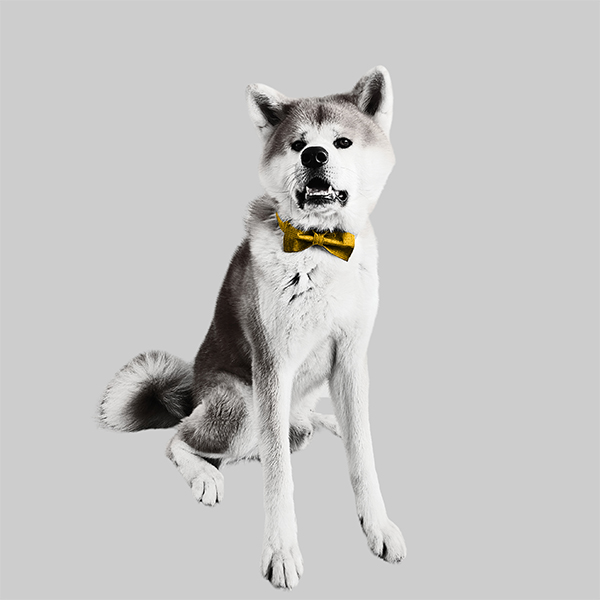 kaito-rheform-team-hund-wohlfühlassistent